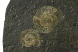 Ammonite Cluster (Dactylioceras) - Germany #131930-2